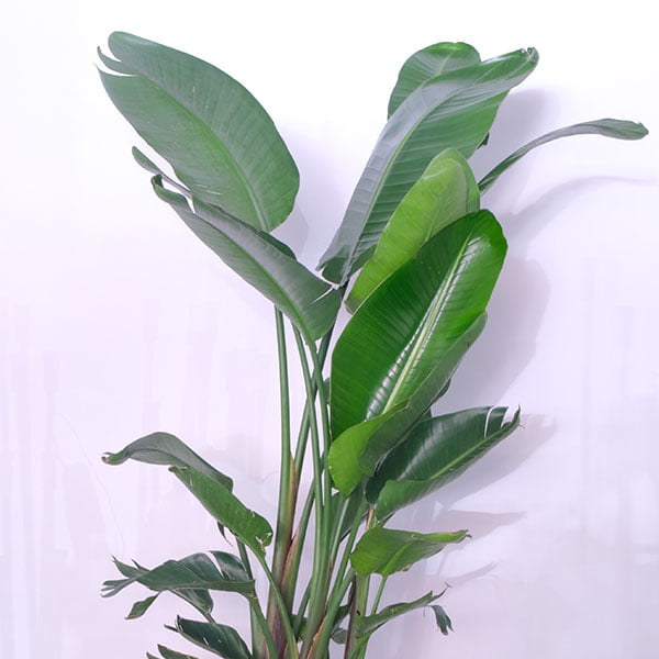 Strelitzia augusta's Wild banana leaf