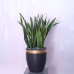 The Snake Plant: Sansevieria Zeylanica