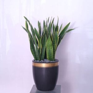The Snake Plant: Sansevieria Zeylanica