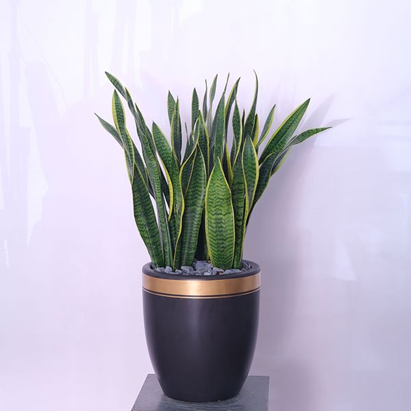 26-1.jpg The Snake Plant: Sansevieria Zeylanica