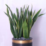 The Snake Plant: Sansevieria Zeylanica