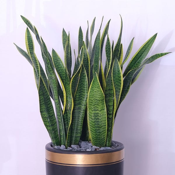 The Snake Plant: Sansevieria Zeylanica