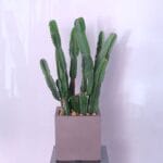 Euphoria Cactus Oasis