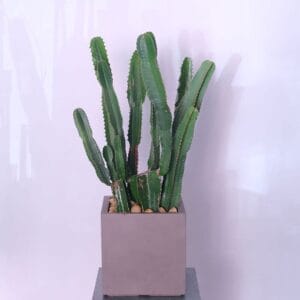 Euphoria Cactus Oasis