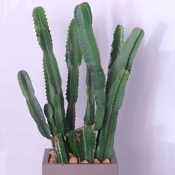 Euphoria Cactus Oasis