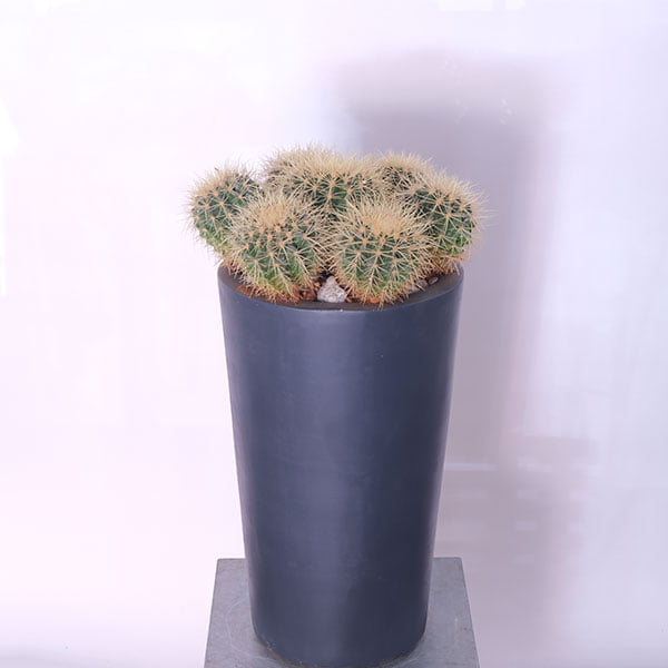 Round Cactus Delight