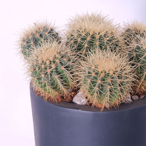 Round Cactus Delight
