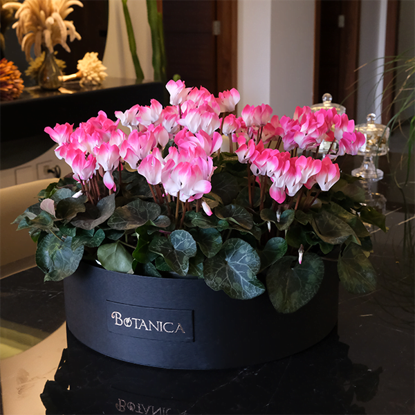 Mom's Garden Pink Cyclamen