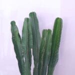 Desert Gem Euphorbia