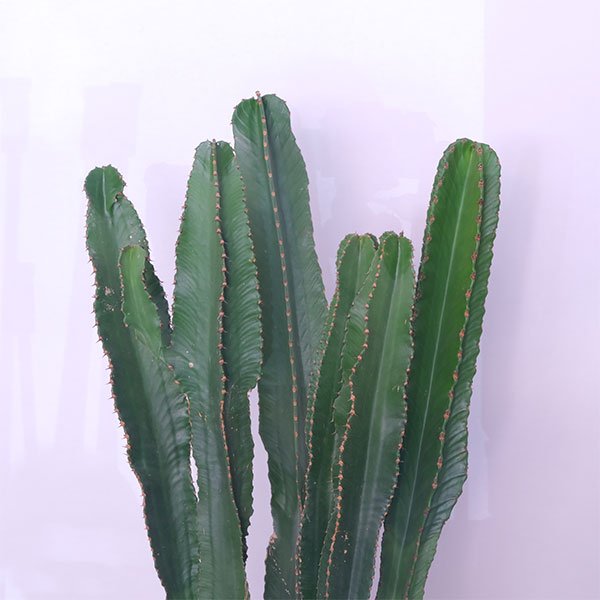 Desert Gem Euphorbia