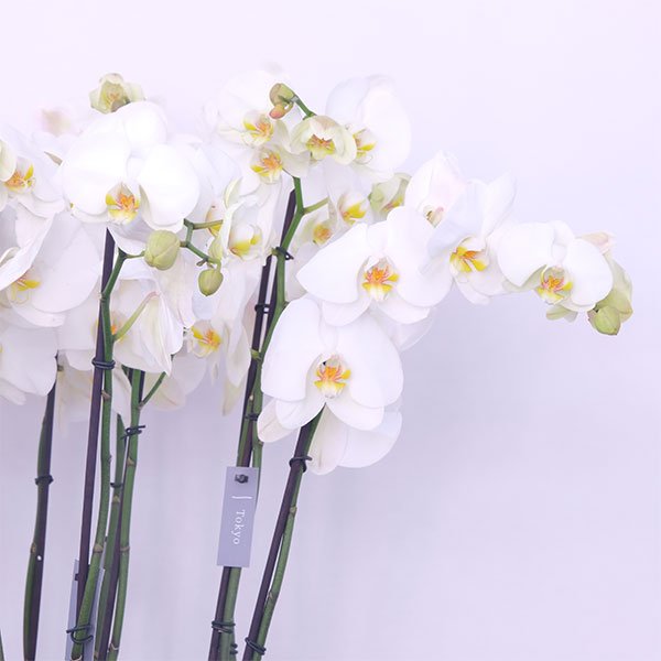 Opulent Orchid Blooms