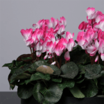 Mom's Garden Pink Cyclamen