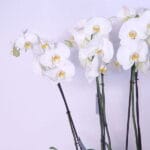 White Orchid Grace