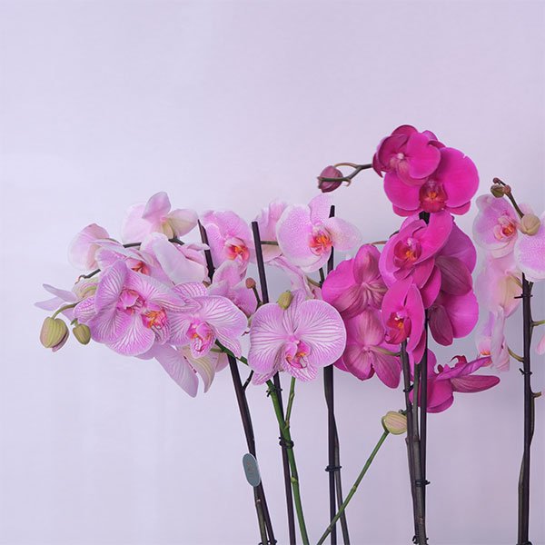 Pink Velvet Orchid - Botanica Flower