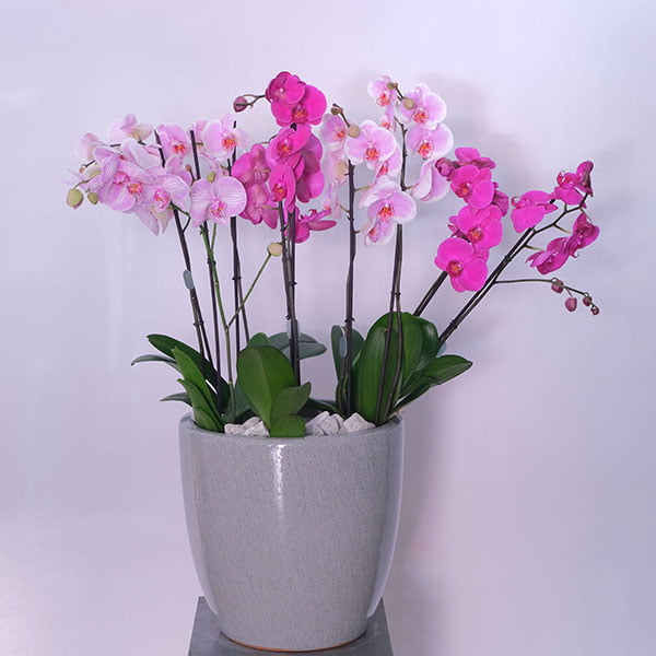 Pink Velvet Orchid - Botanica Flower