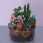 Cactus Garden