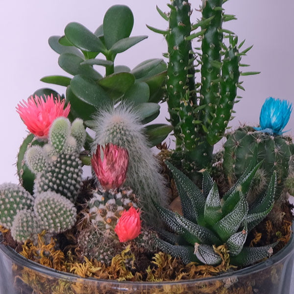 Cactus Garden