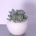 Succulent Haven