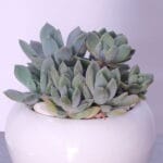 Succulent Haven