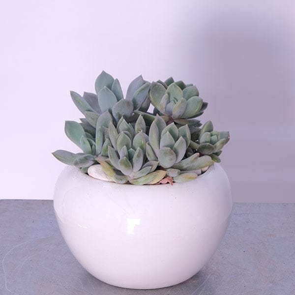 Succulent Haven