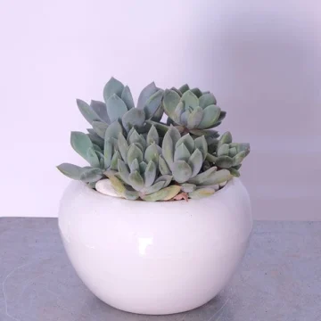 Succulent Haven