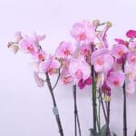Pink Orchid Blush