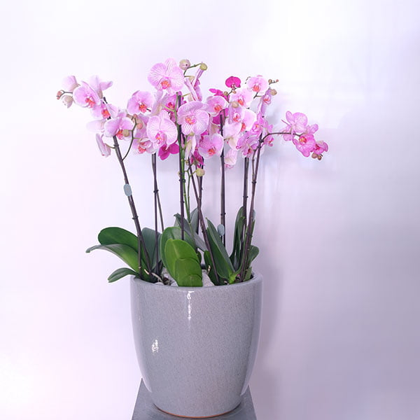 Pink Orchid Blush