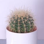 Small Desert Oasis Cactus