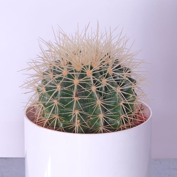 Small Desert Oasis Cactus