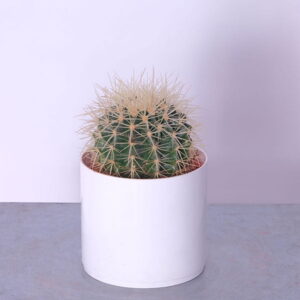 Small Desert Oasis Cactus