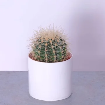 Small Desert Oasis Cactus