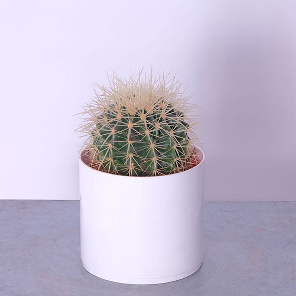 Small Desert Oasis Cactus