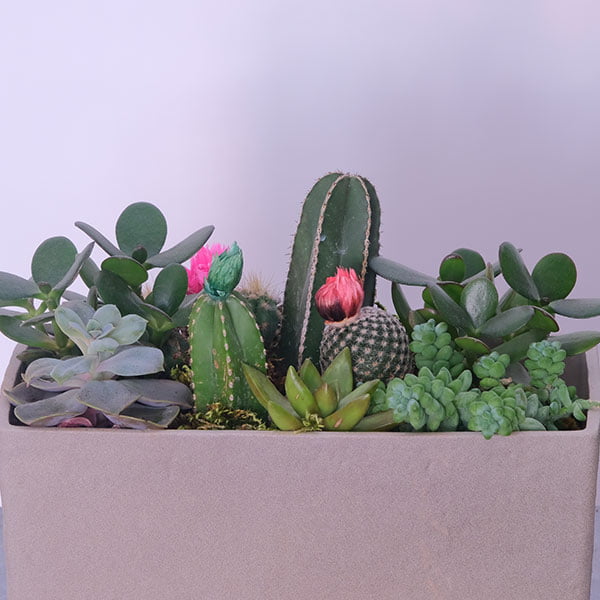 Succulent-Cactus Fusion