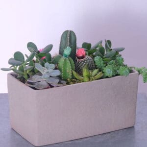 Succulent-Cactus Fusion