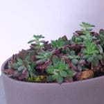Succulent Elegance