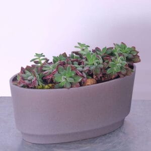 Succulent Elegance