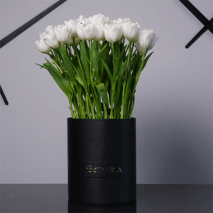 White Tulip Perfection