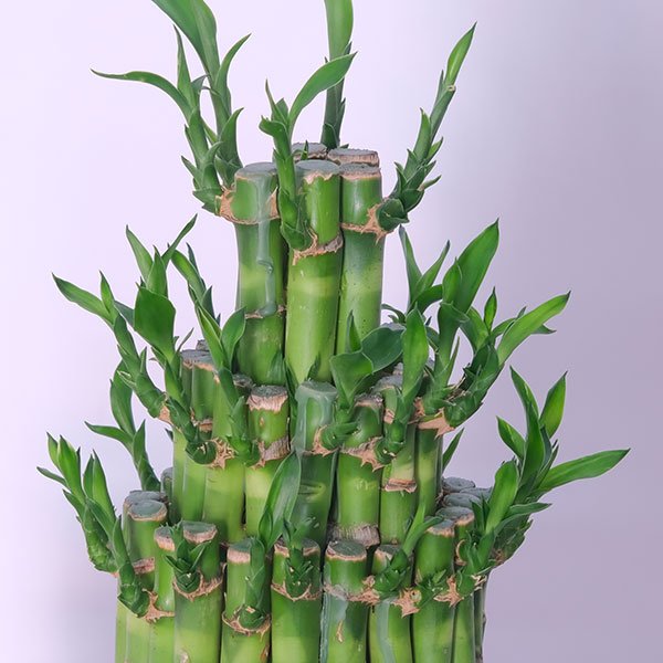 Lucky Bamboo
