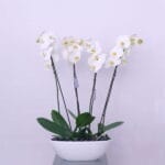 Orchid Serenity