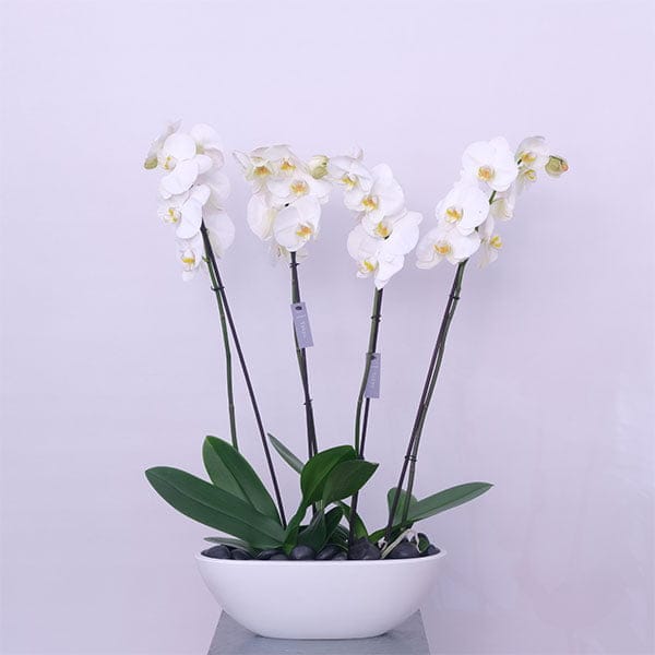 Orchid Serenity