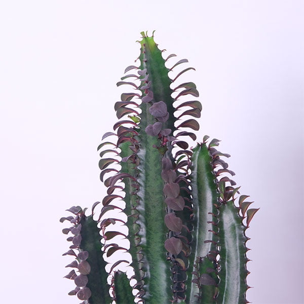 African Milk Tree Majesty (Euphorbia Trigona)