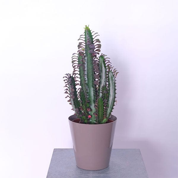 41.jpg African Milk Tree Majesty (Euphorbia Trigona)