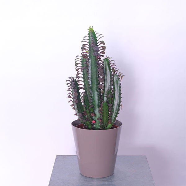 African Milk Tree Majesty (Euphorbia Trigona)