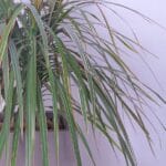 Dragon's Serenity Tree (Dracaena Marginata)