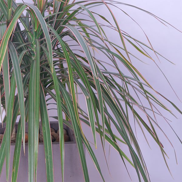 Dragon's Serenity Tree (Dracaena Marginata)