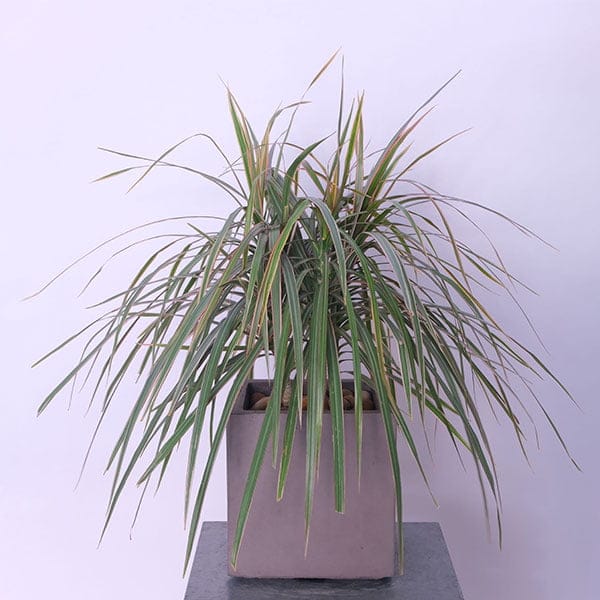 42.jpg Dragon's Serenity Tree (Dracaena Marginata)