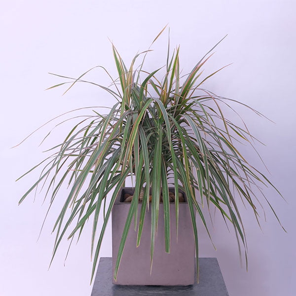 Dragon's Serenity Tree (Dracaena Marginata)