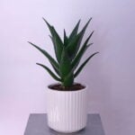 Aloe Glow