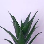 Aloe Glow
