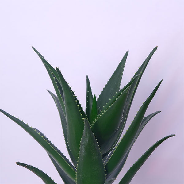 Aloe Glow